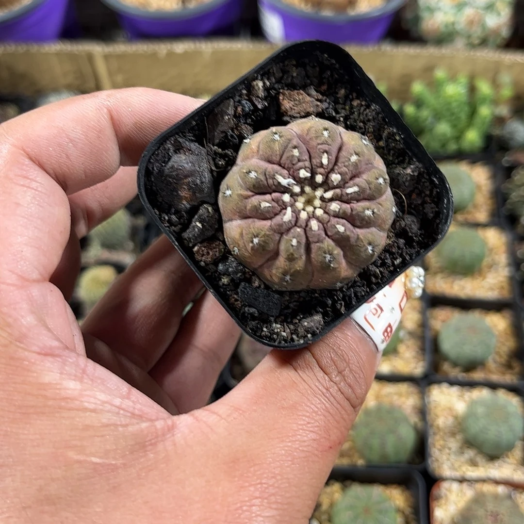 蜥蜴皮单头发货单头