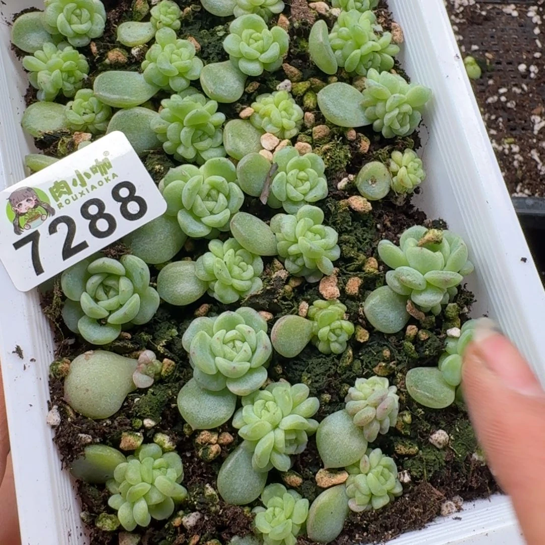 扬****多肉植物多肉植物