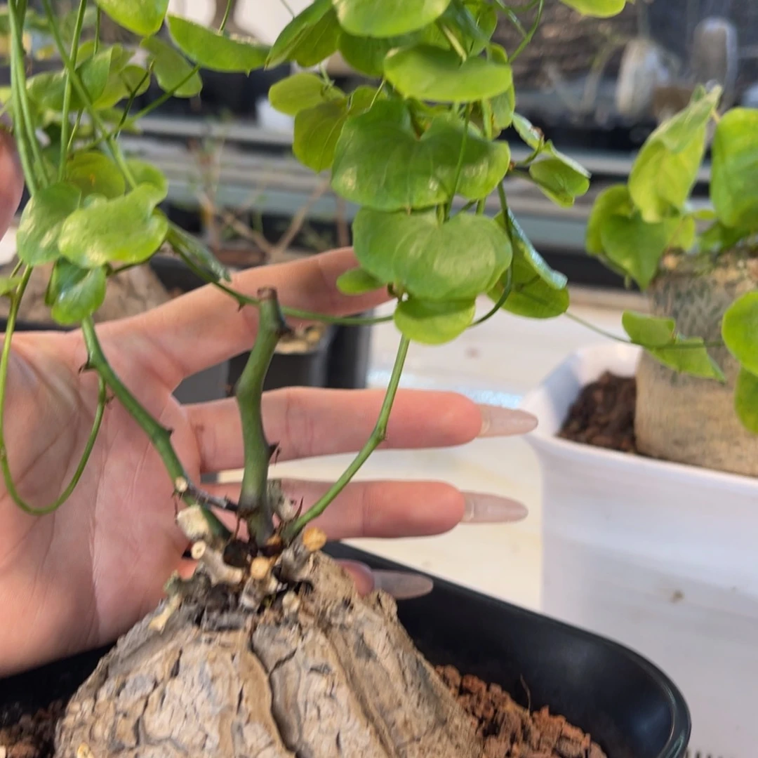 小****o龟甲龙实生带盆发货