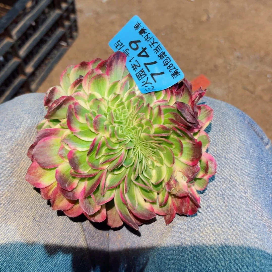 海仙缀7749多肉植物