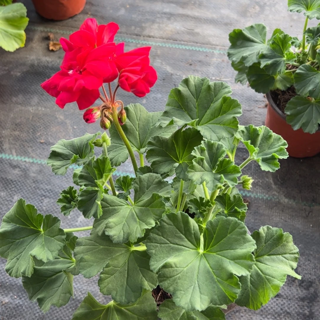 无花朵爱沃斯1棵天竺葵