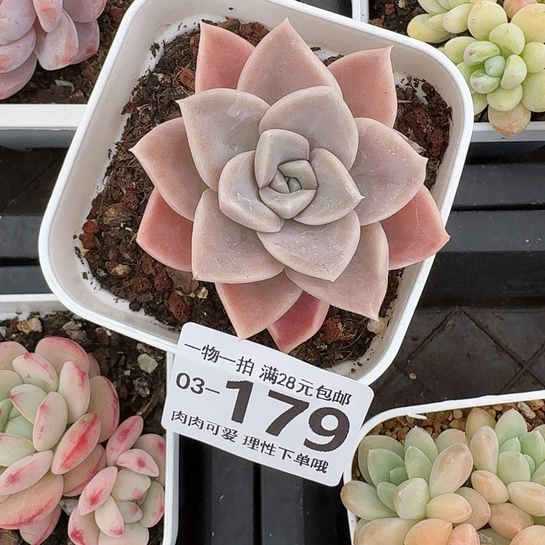 哈利沃森无盆土发货无盆