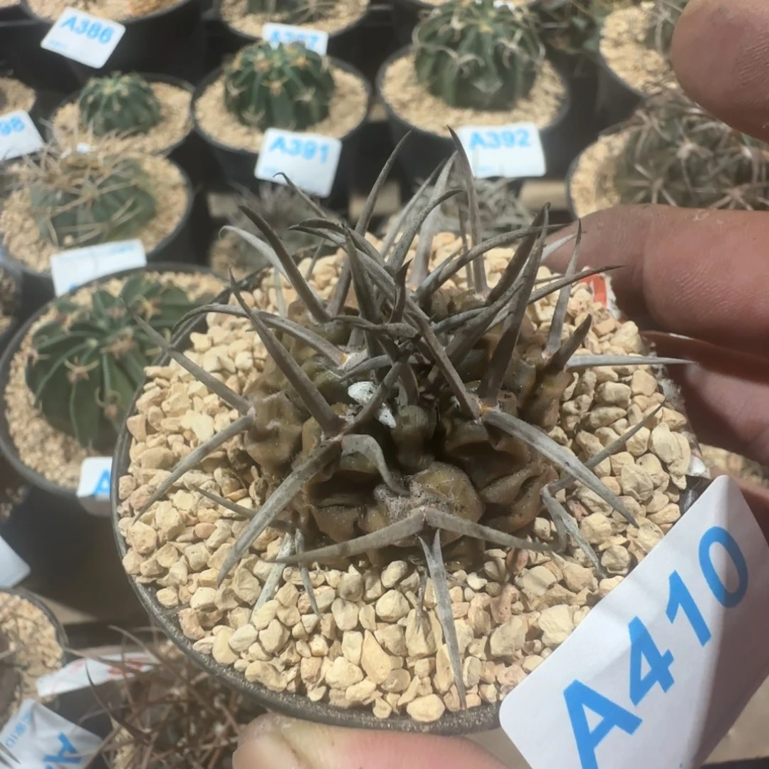 摩天龙 实生仙人球410