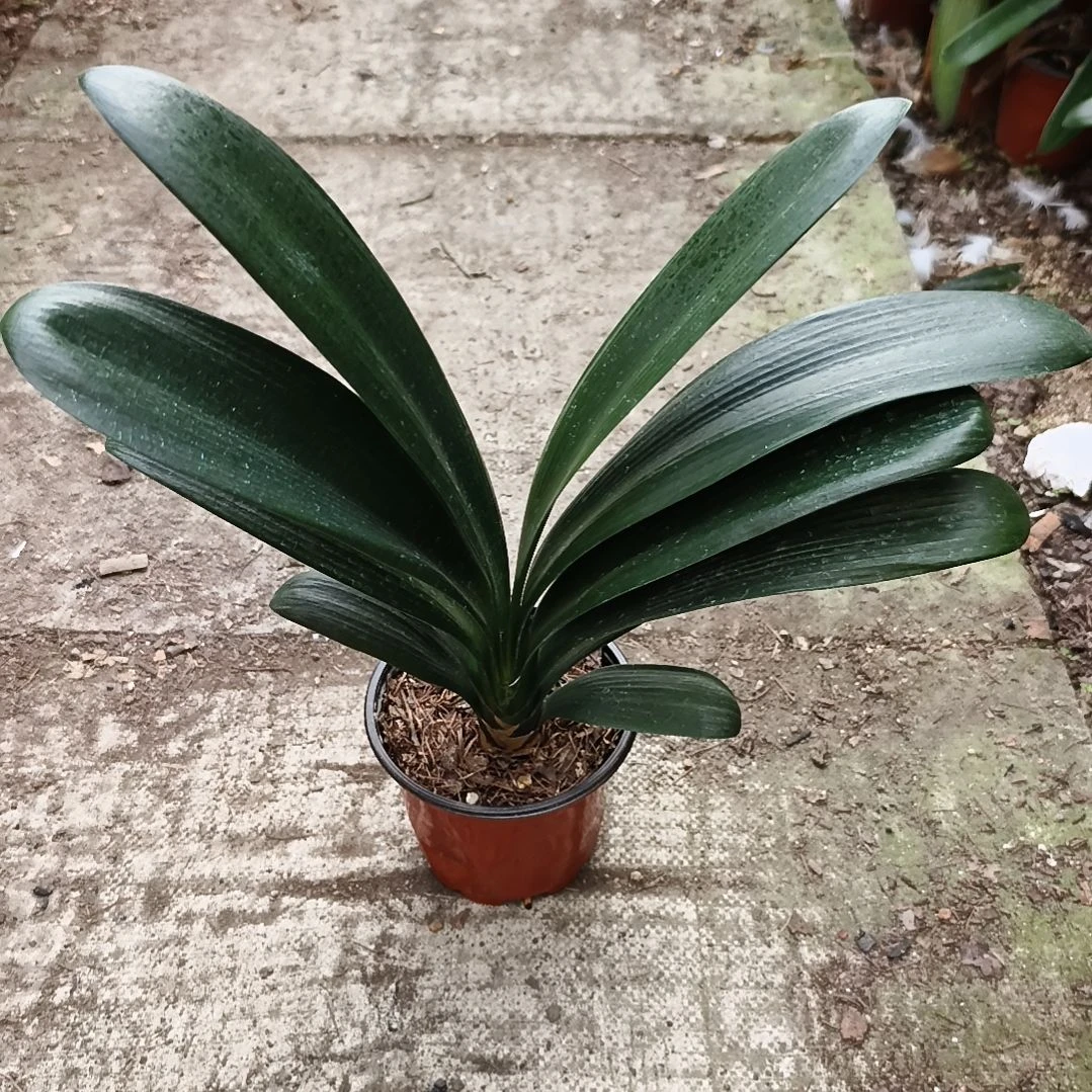 家***》完全开放桐花大苗一颗拍品