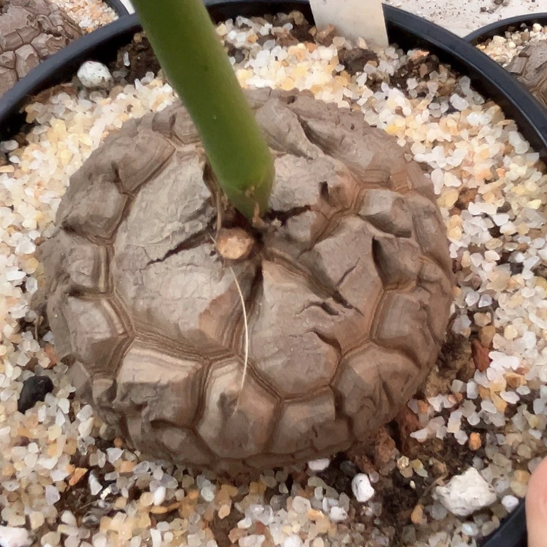 潮流植物深裂南非龟，Y35
