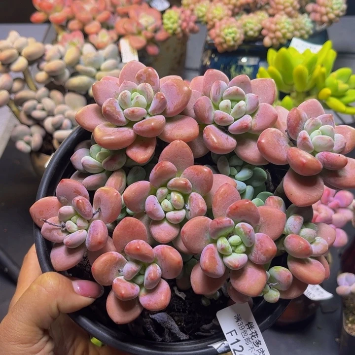 樱花洛神126-16cm多肉
