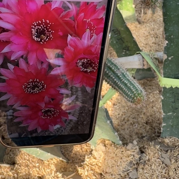 279白檀警卫无根侧牙小3个