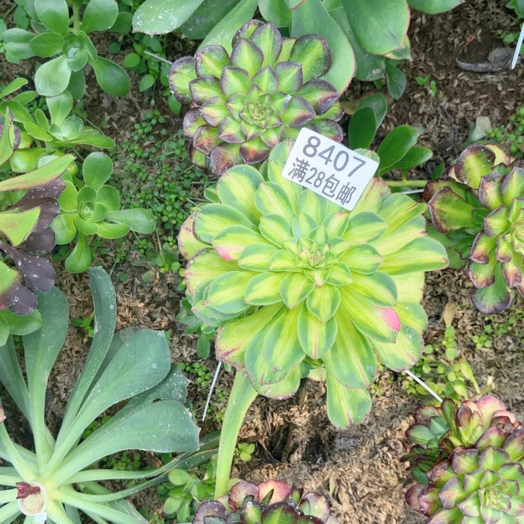 般*V. 8407知否儿多肉