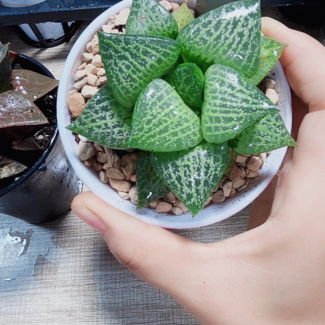 白鲸康平的植物新手好养