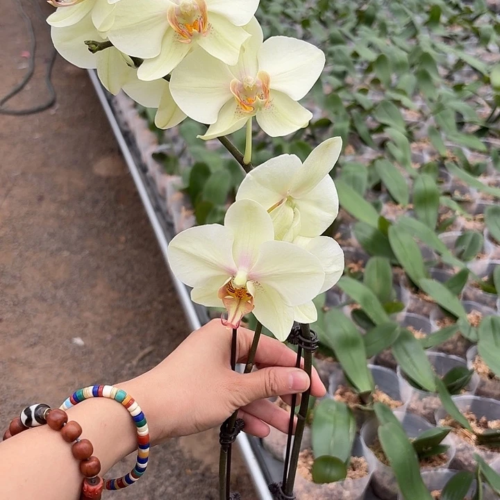 完全开放根不好➕实生花后苗