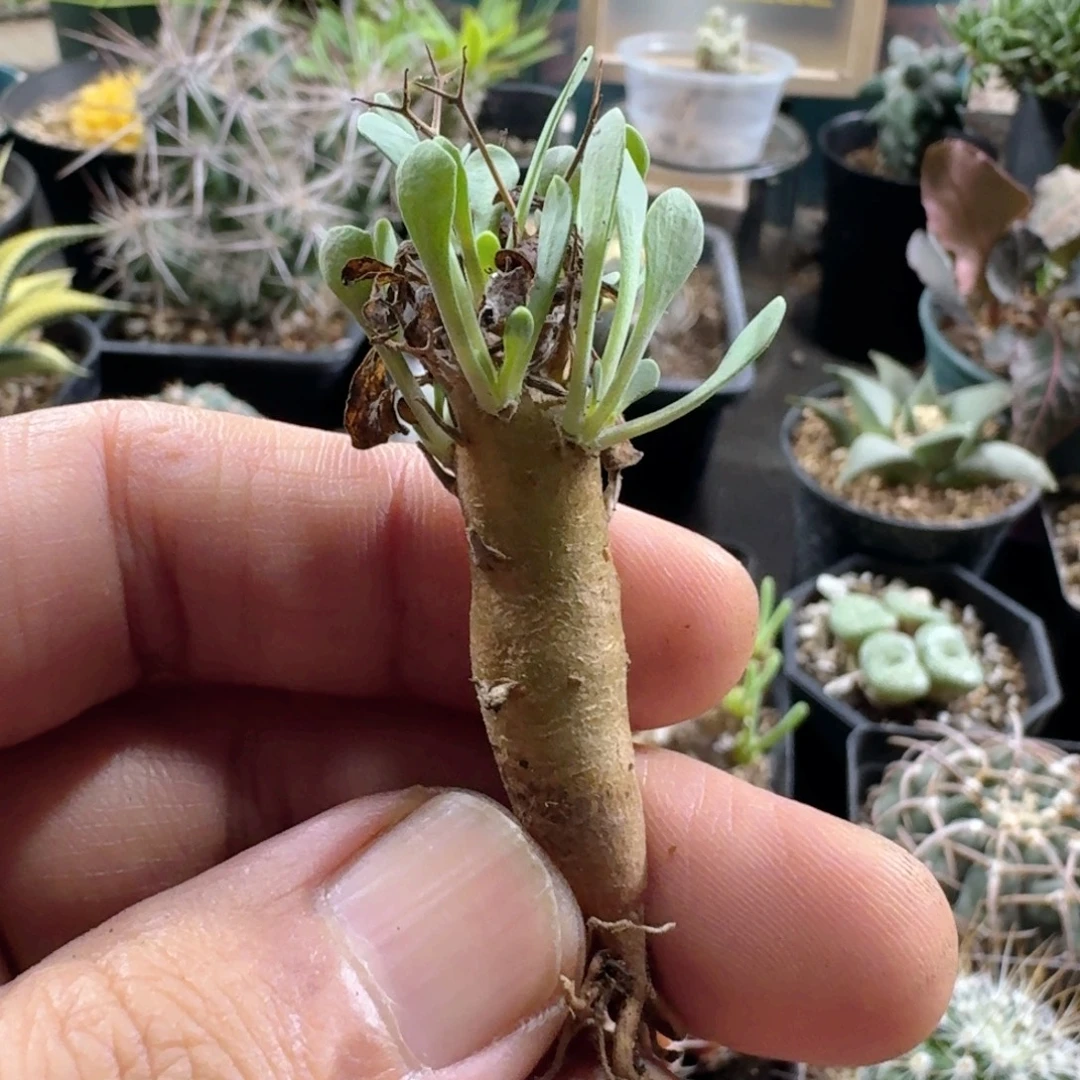 318黑鬼殿厚敦菊脱土发货