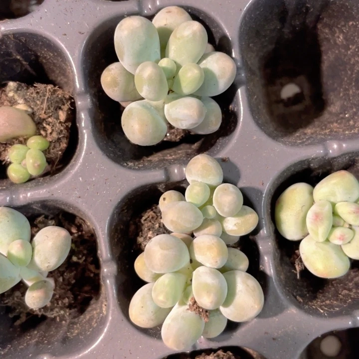 汤圆5元6颗满18包邮