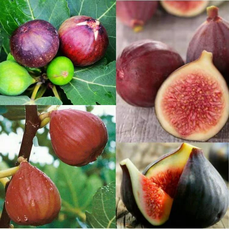 多品种格莱斯波尔多青皮彩虹青花渴望久留米波姬红加州黑黑茄