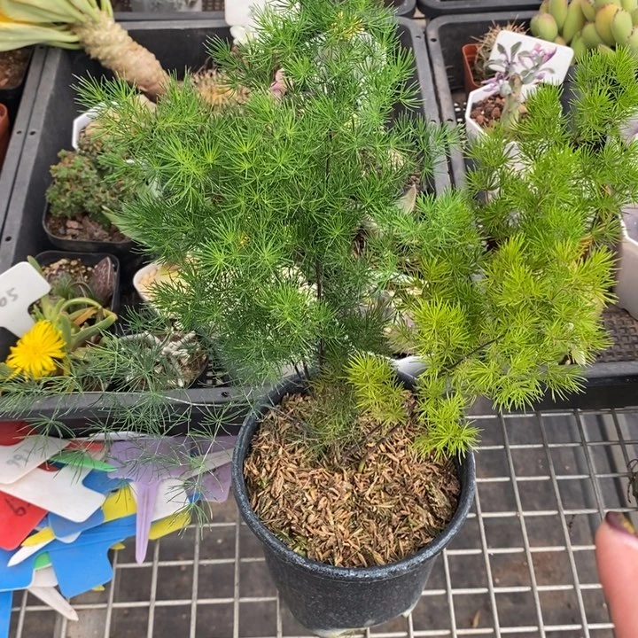 伯克利和格蕾纳等著名的音乐人