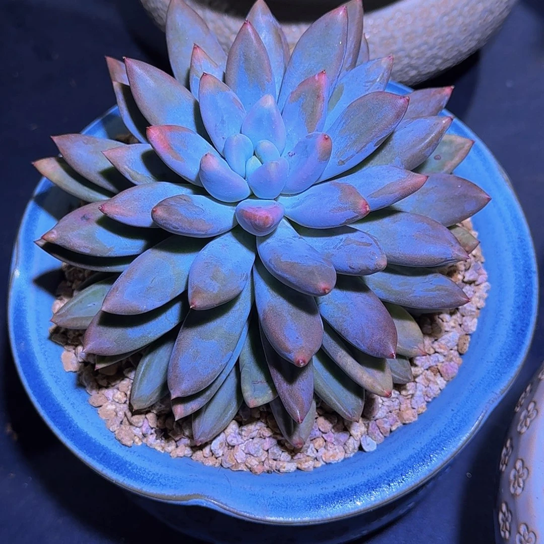 焦糖体 哥特 单头 一物一拍