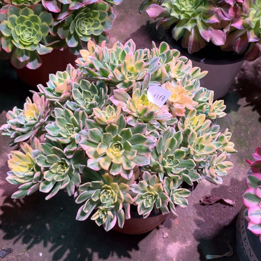 多肉植物甜茶1118