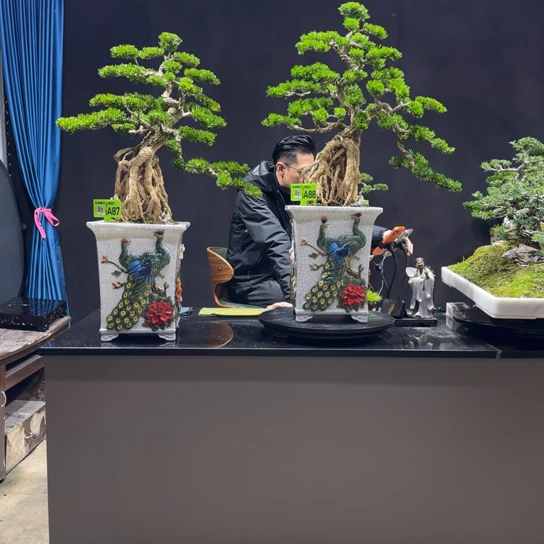 以实际为准一对黄杨室内室外盆景艺术