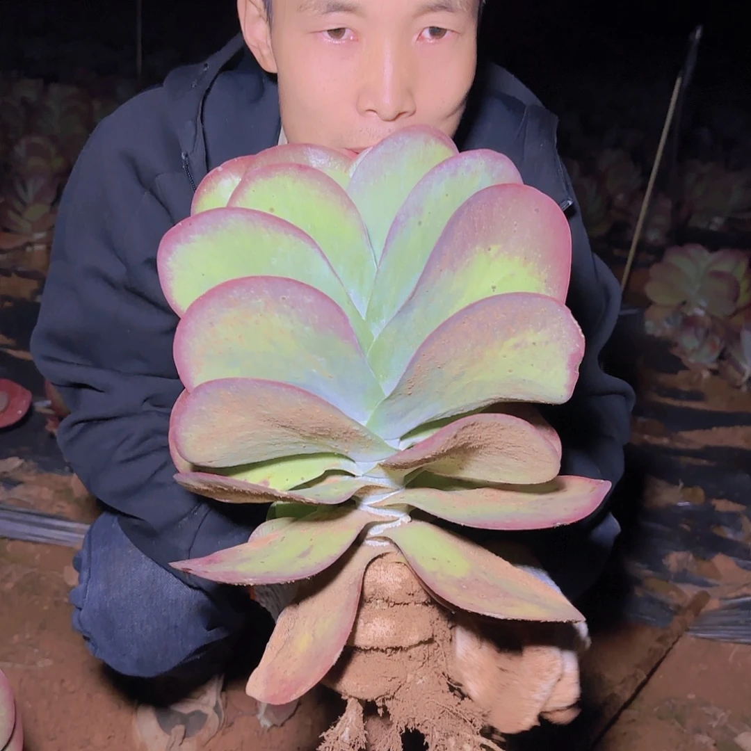 地栽唐印多肉多肉