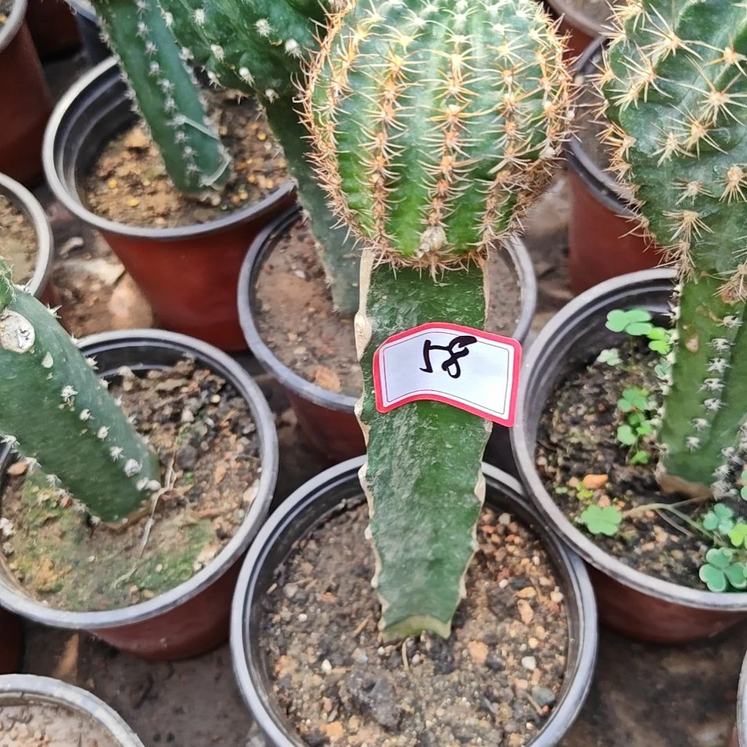 金荷花火龙果嫁接福58