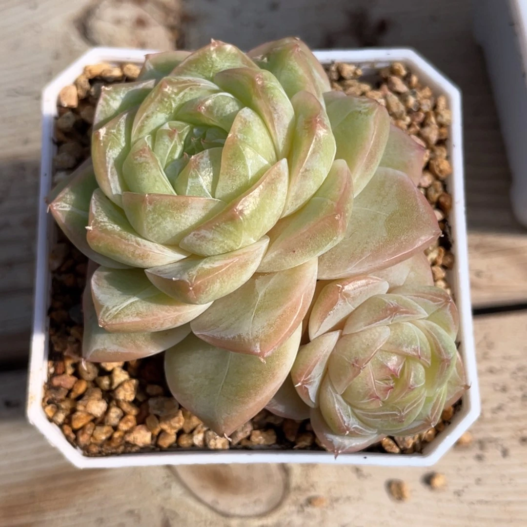 优选奶芙珍妮931