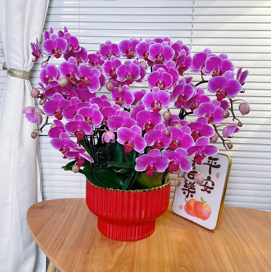 【红苹果-蝴蝶兰】QX中式 禅意 轻奢 绿植 室内懒人观赏花卉 鲜花