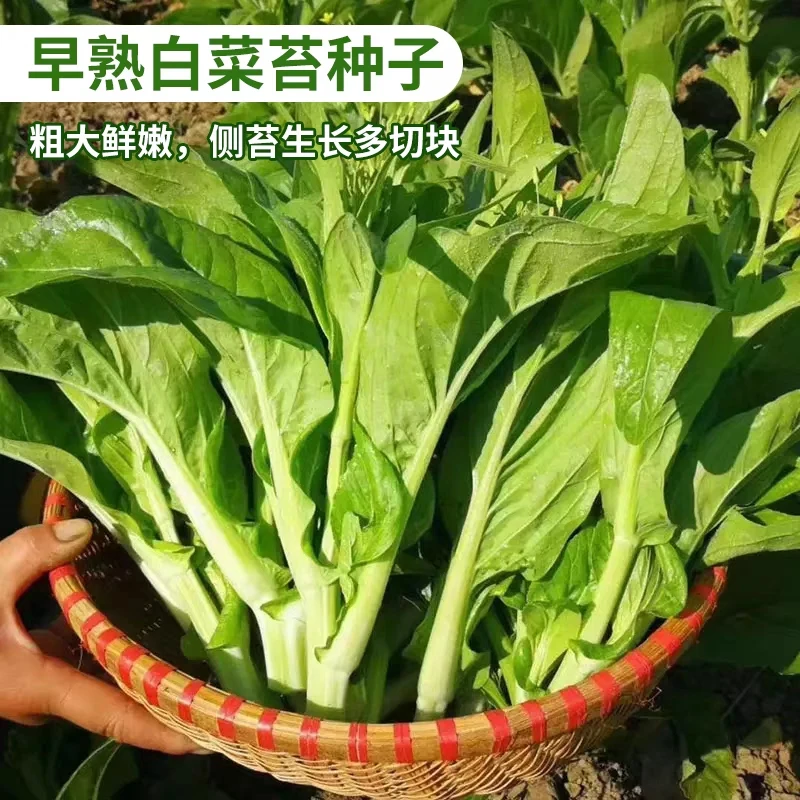 早熟白菜苔种子菜心种子白菜苔种籽四季菜薹阳台盆栽菜籽蔬菜种子