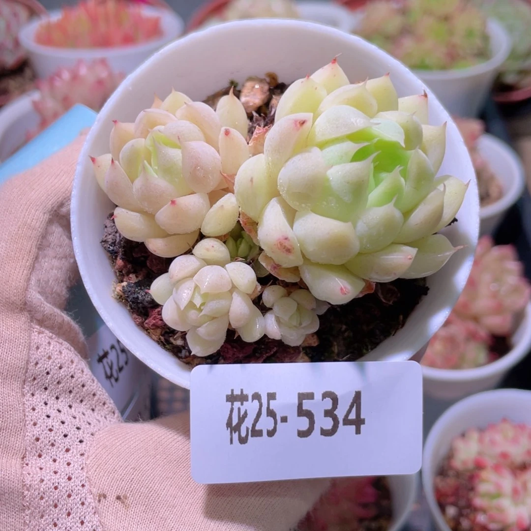 花利美25-534麦秆