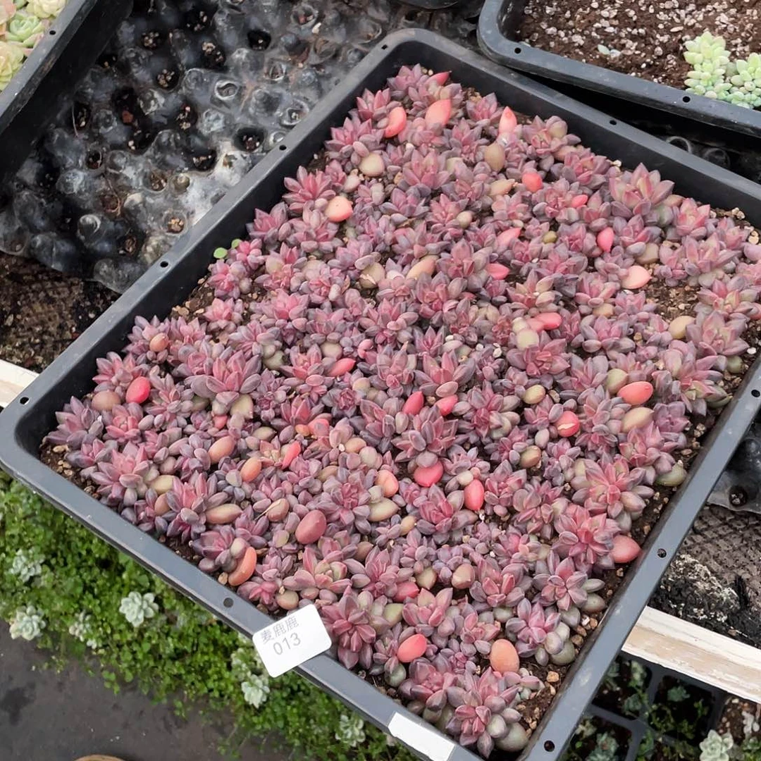 曾***上013。    定。