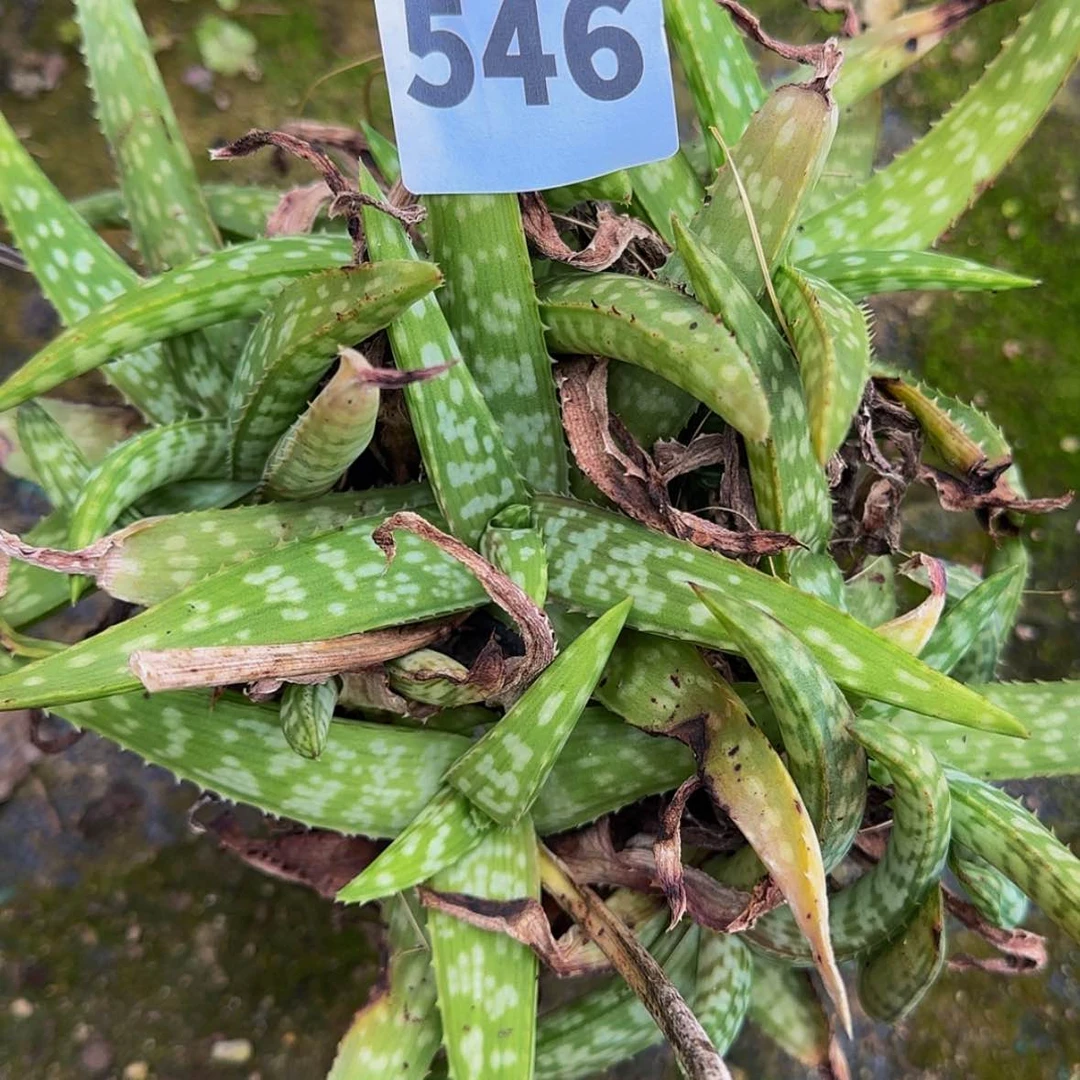 【闪购商品】块根植物