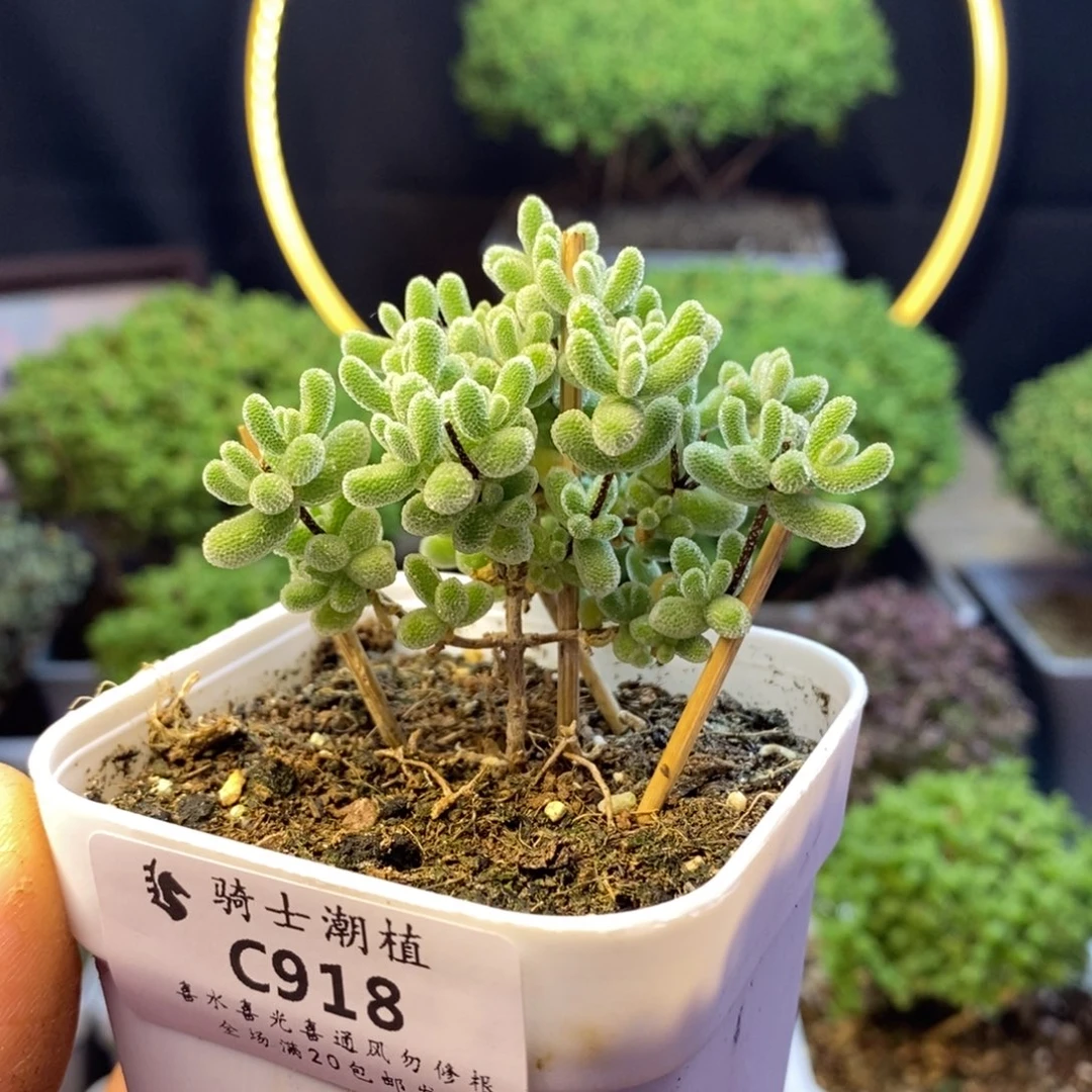 918优选冰晶枝干番杏