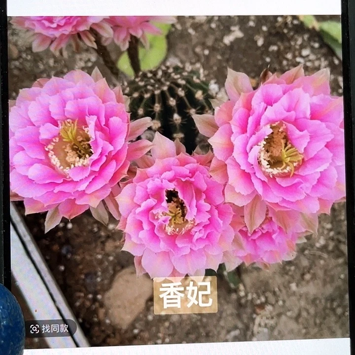 香妃侧芽歪5公分左右满18包邮