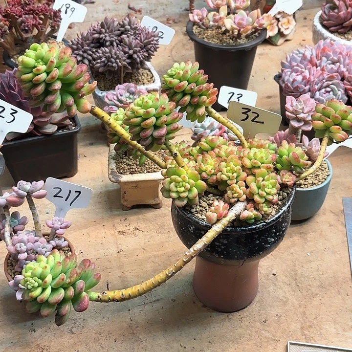 多肉植物，香格里拉32号