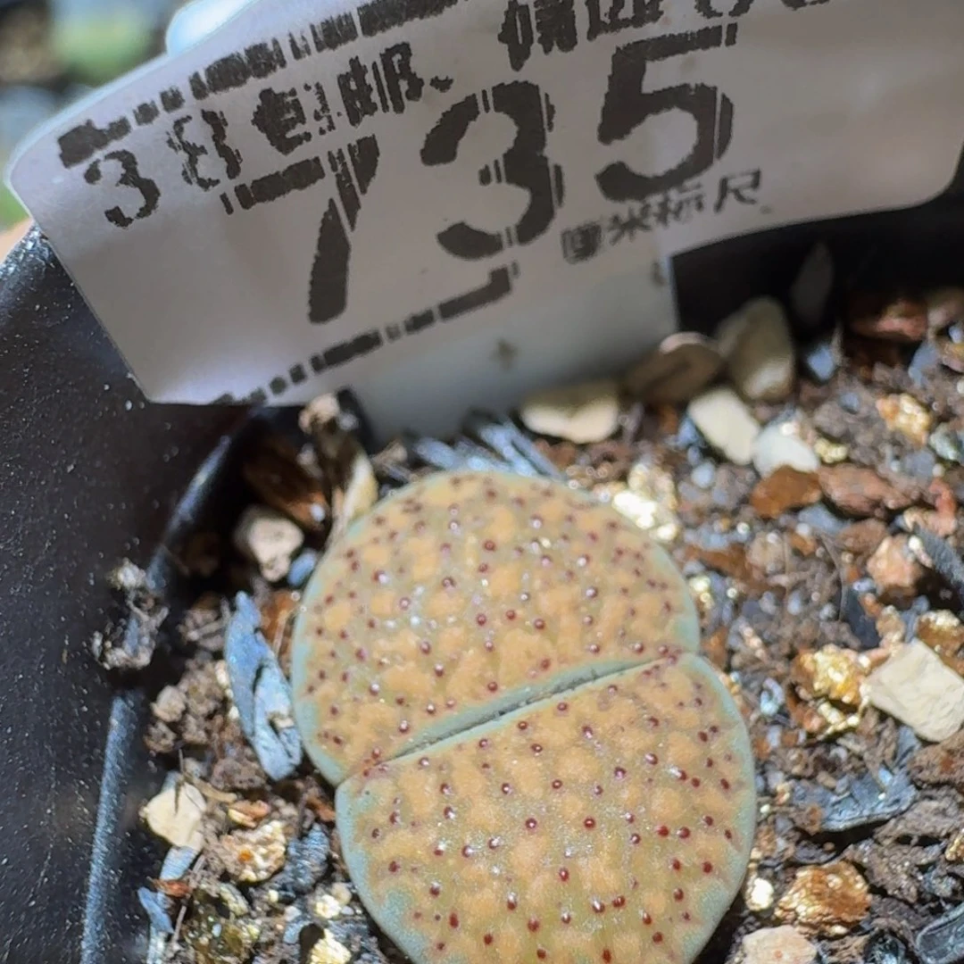 Ssss精品生石花735