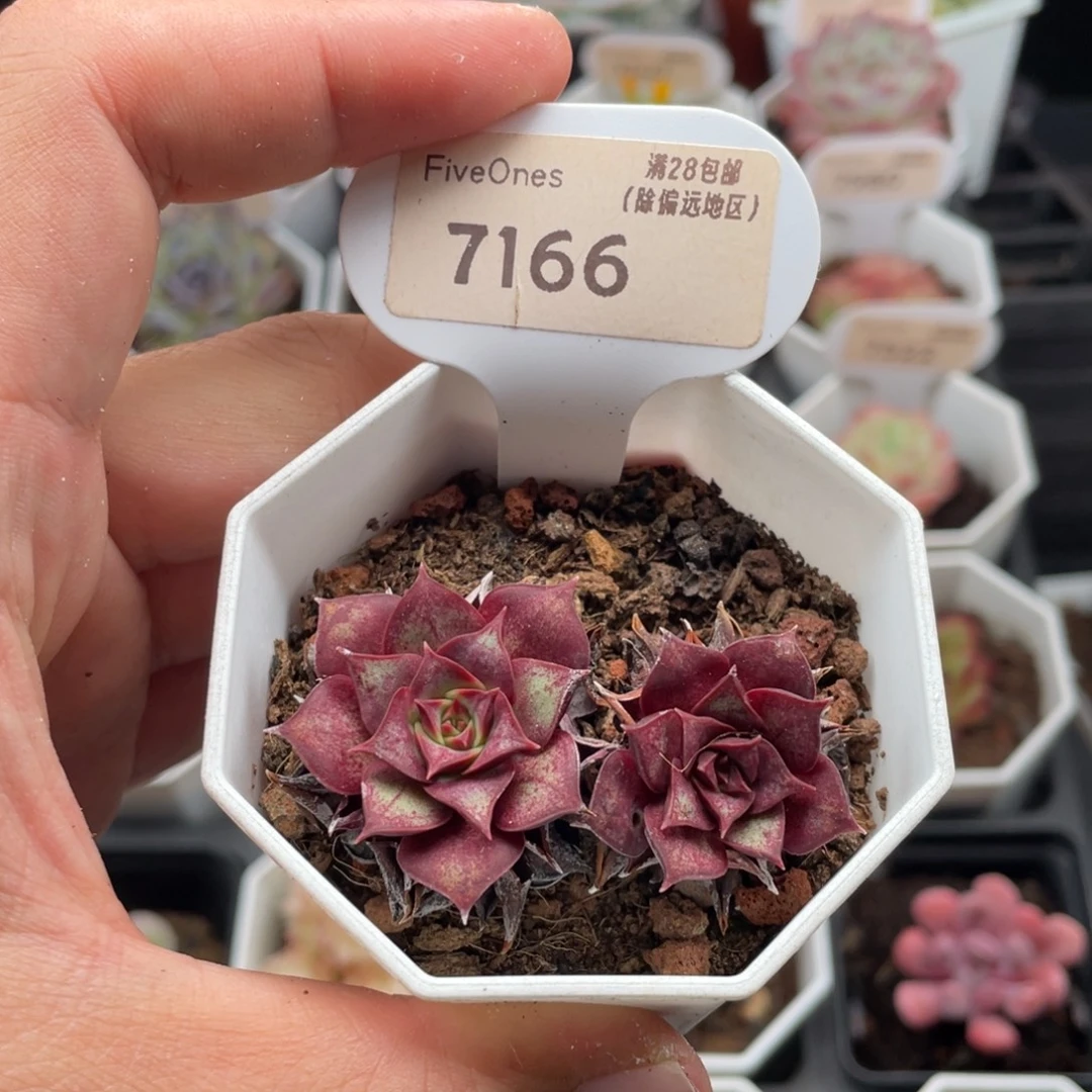 罗西玛7166-5.5厘米