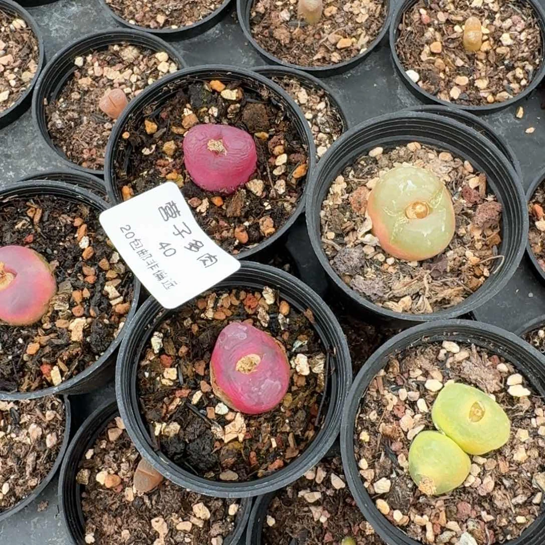 40五颗带盆土0000000000