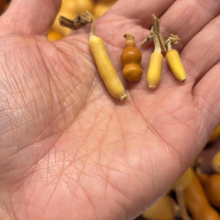 沈*沉默的三四把四把小迷你葫芦