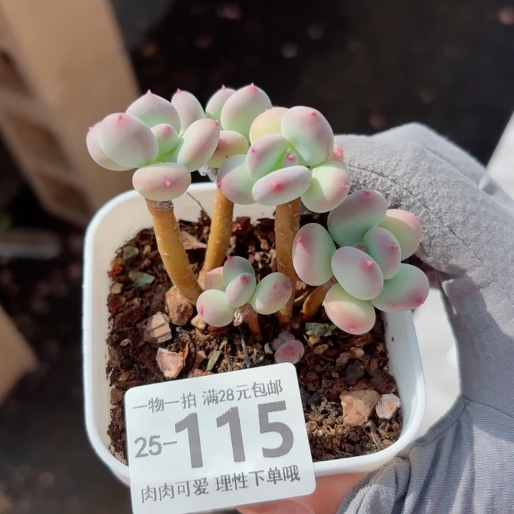 苹果奶多肉无盆土发货无