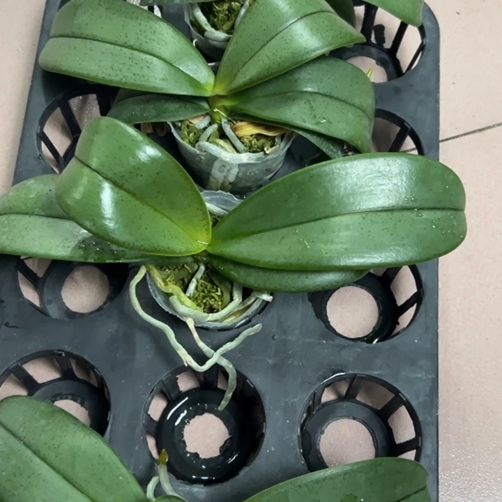 无花朵风之谷2.5超成熟