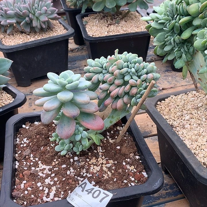 洛神缀化 多肉植物9.27号后发