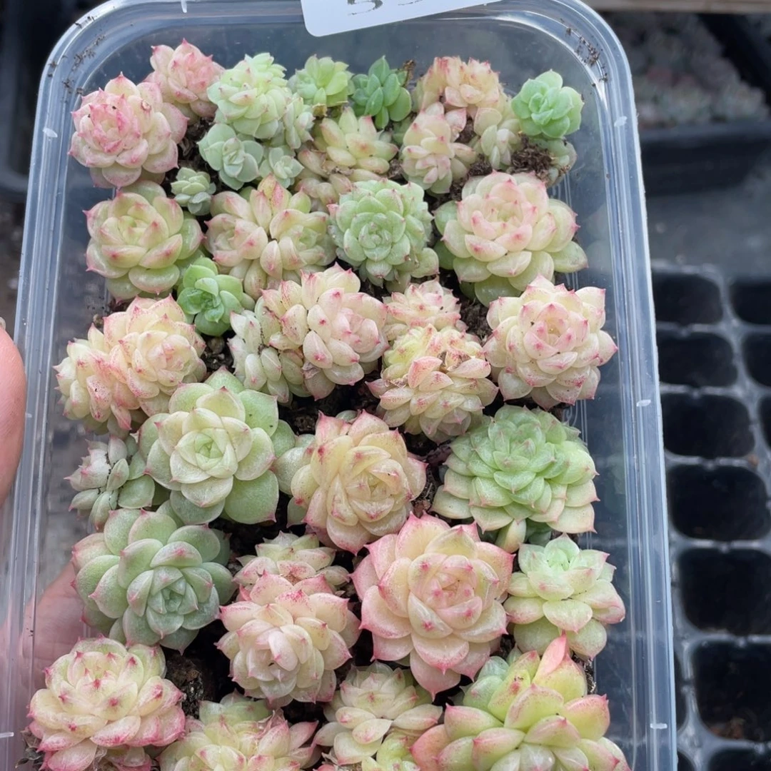 糕大上多肉植物595