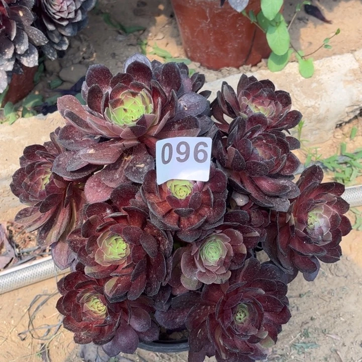 黑寡妇096不包断枝