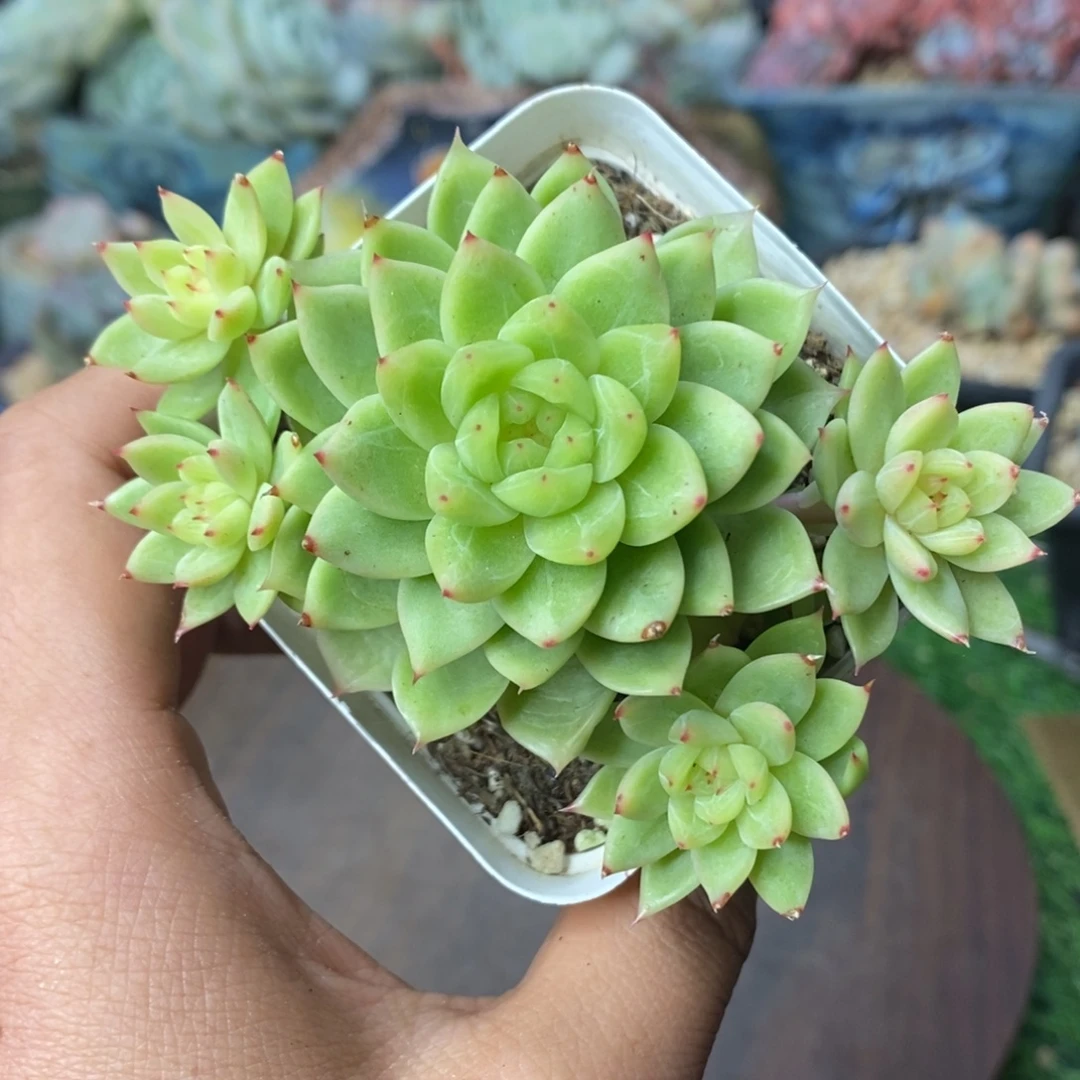 尖叶珍妮自然群清棚