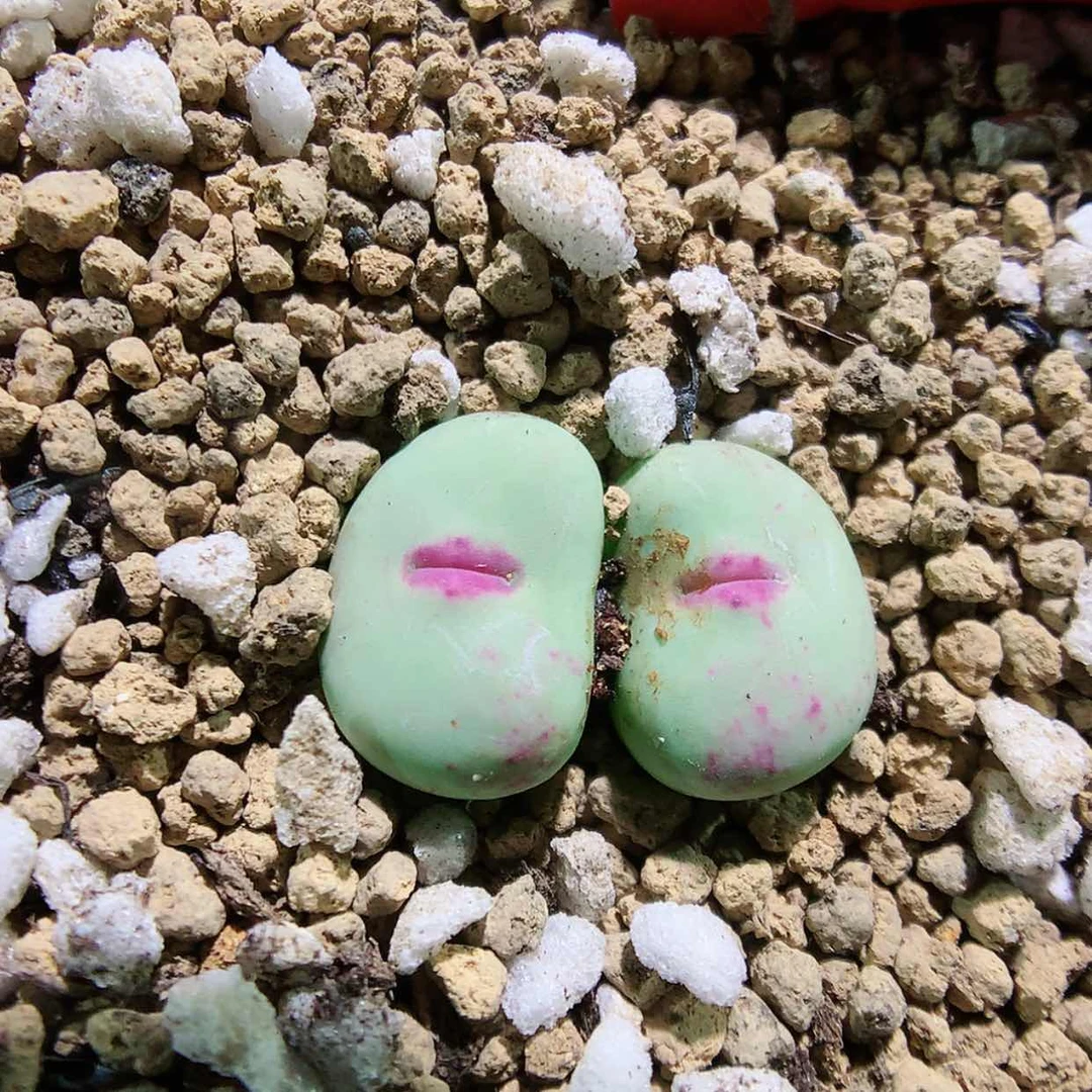 【闪购商品】7-13-31 小红嘴一颗特40
