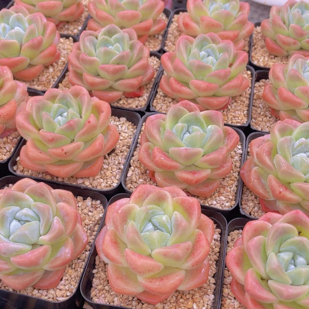 量拍2号 肥胖樱花钻石冰玉大单头一个