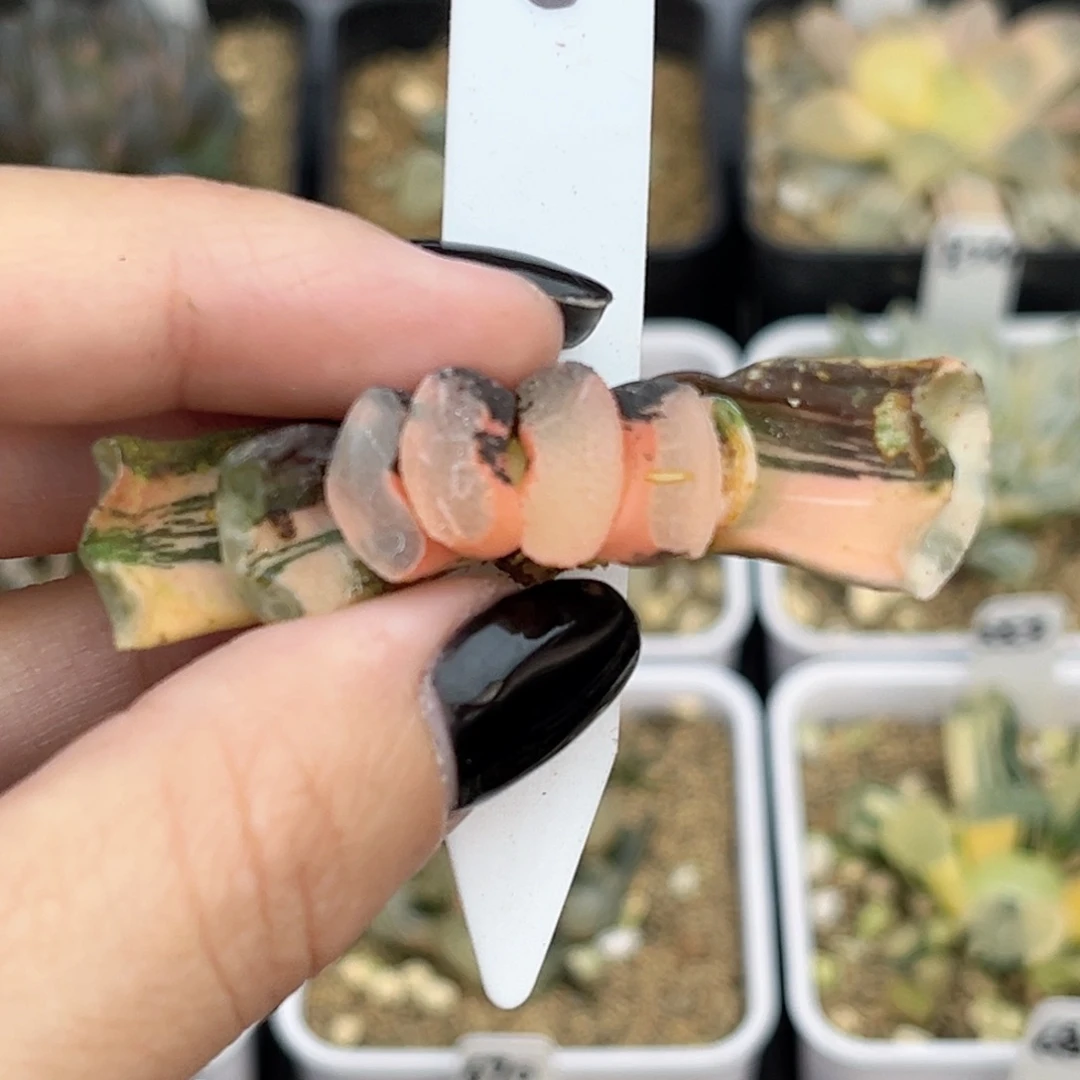 8浮藻玉扇锦福利专场