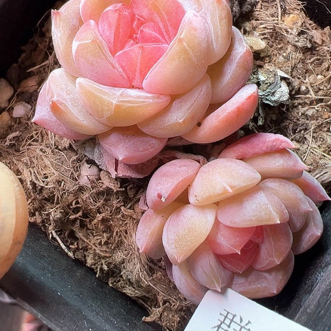 小卡拉米糖心一物一拍14-159