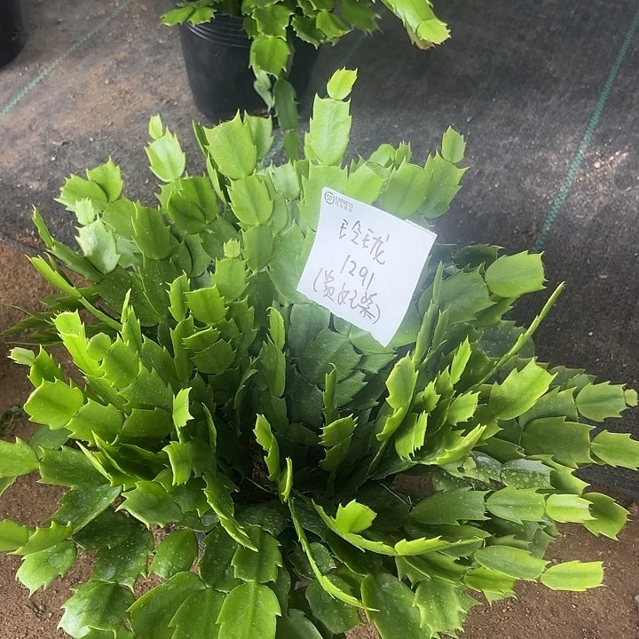 玲***语当前无花栽培后可以开花