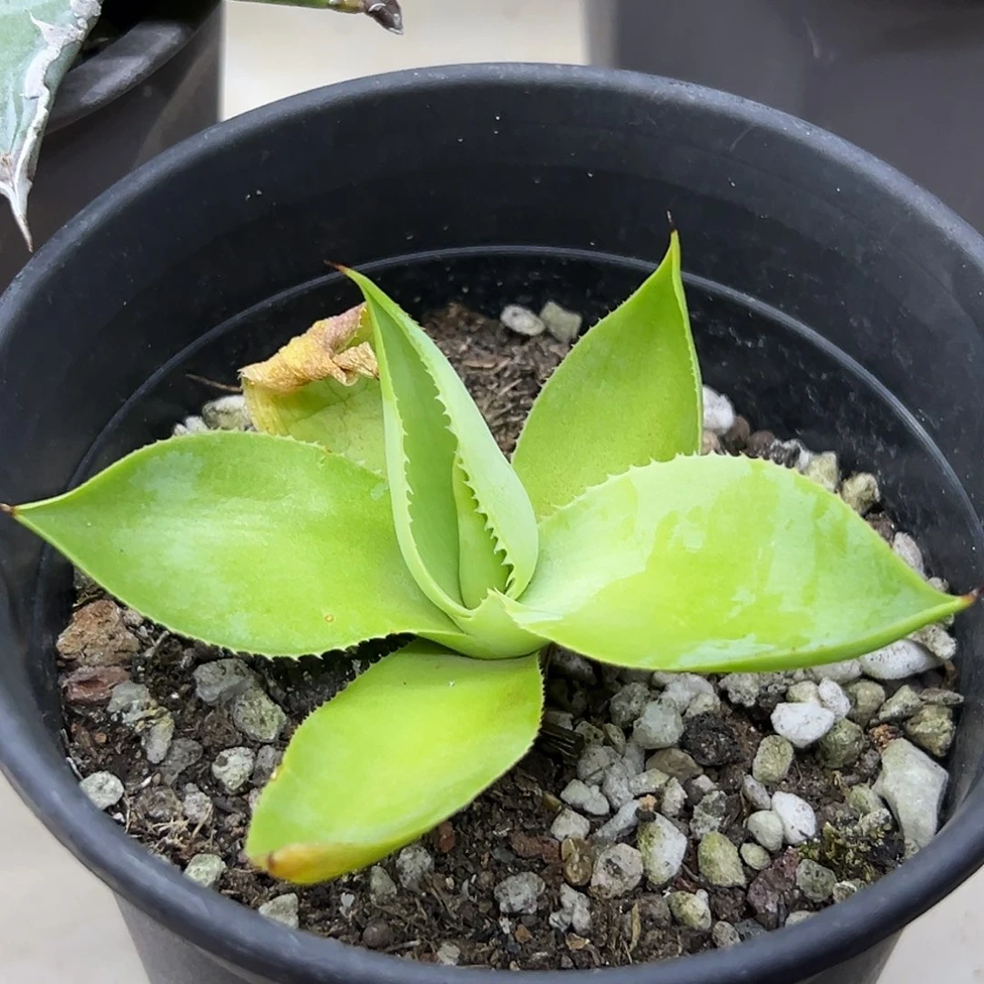 ucb绿荷一物一拍偏远不包邮不退不换