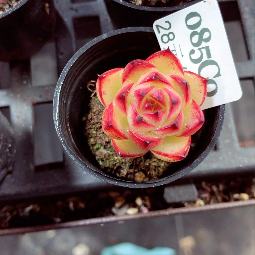 5厘米盆精控多肉085