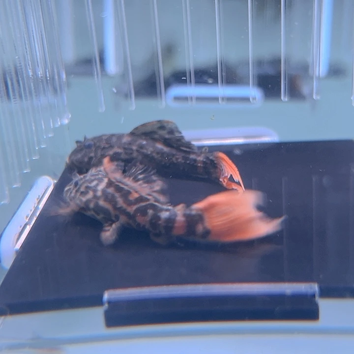 清道夫鱼24-032瑕疵绿巨人2条